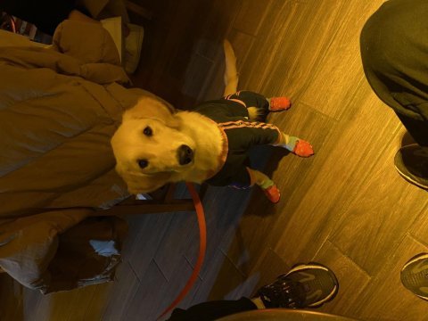 5 aylık golden retriever
