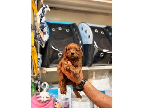 Toy poodle köpeğimiz