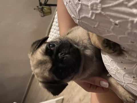 Pug bebekler