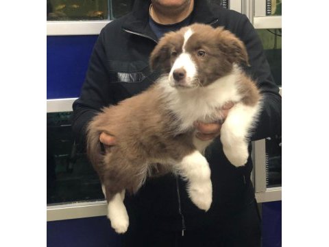 Border collie erkek yavrularımız