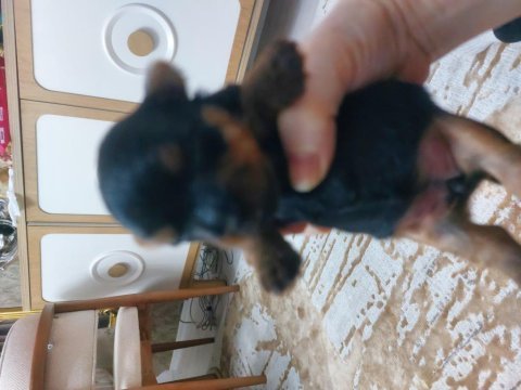 Yorkshire terrier bebekler