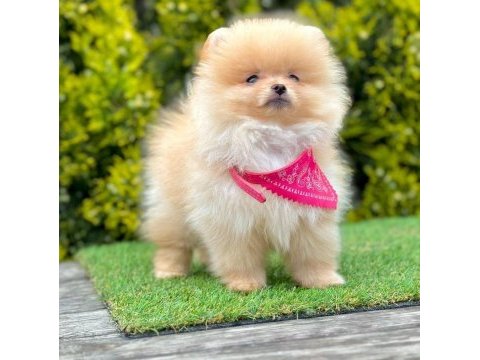 Sevimli pomeranian boo yavrularımız