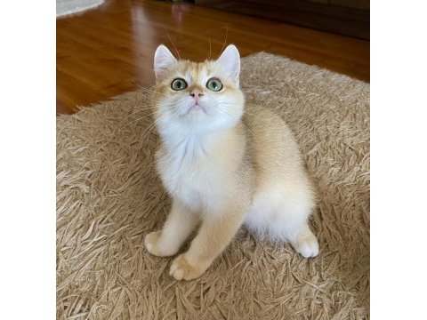 Safkan british shorthair golden erkek yavru