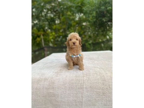 2 aylık maltipoo yavru