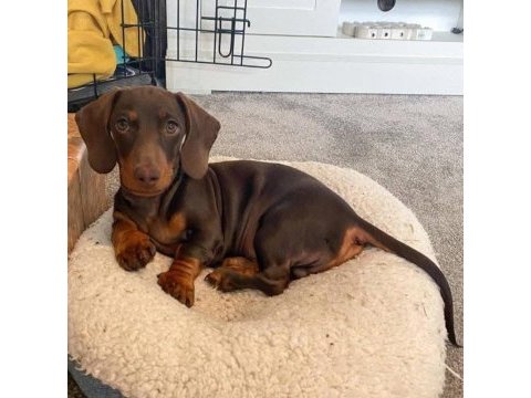 Mini dachshund sosik köpekler yuvaya hazır