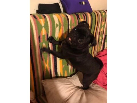 8 aylık siyah pug