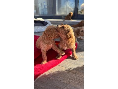 2 aylık toy poodle yavruları