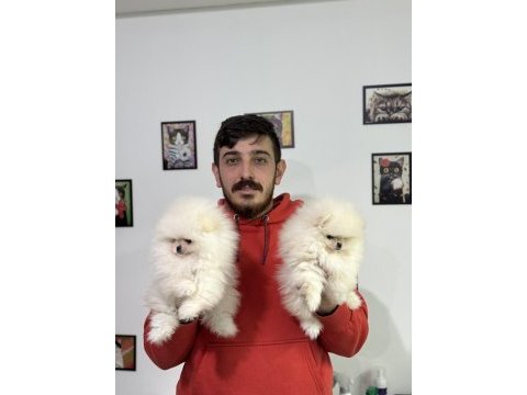 Ayı surat pomeranian boo bebekler wc eğitimli