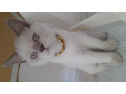 3,5 aylık erkek british shorthair