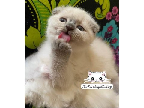 Scottish fold blue point yavru
