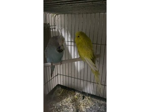 Sahibinden hazır takım show jumbo muhabbet kuşu