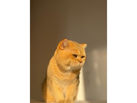 British shorthair golden erkek