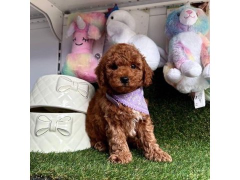 Safkan toy poodle bebekler