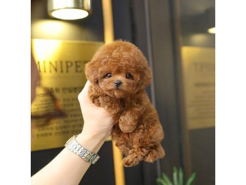 Ozelmı ozel toy poodle bebeklerımız