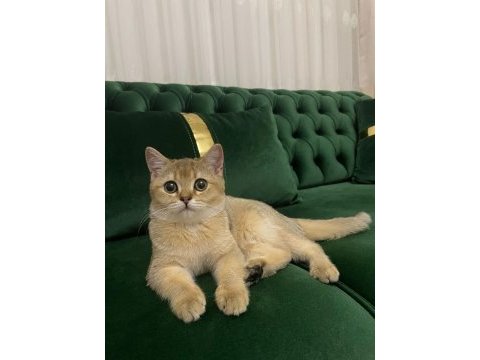 British shorthair kızımıza yuva arıyoruz