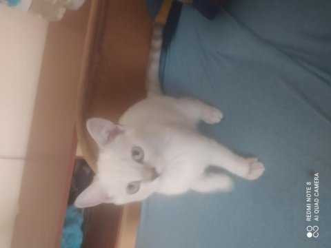 Kedimize acil yuva aranıyor