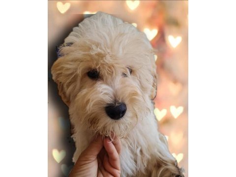 6 ocak doğumlu son erkek maltipoo