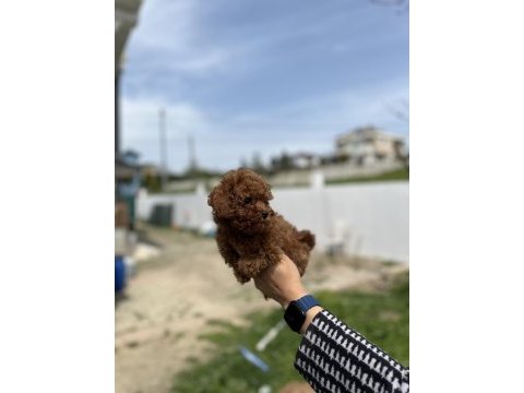 Kore ve toy poodle bebekler