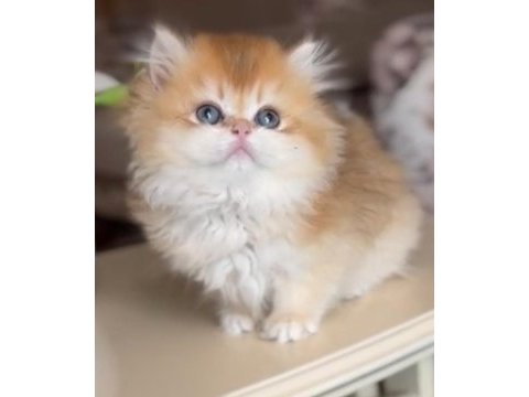 Blh ny 12 golden british longhair dişi
