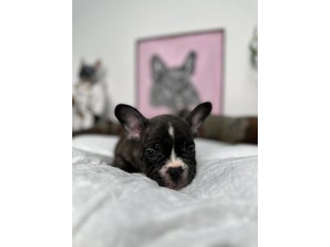 French bulldog bebekler
