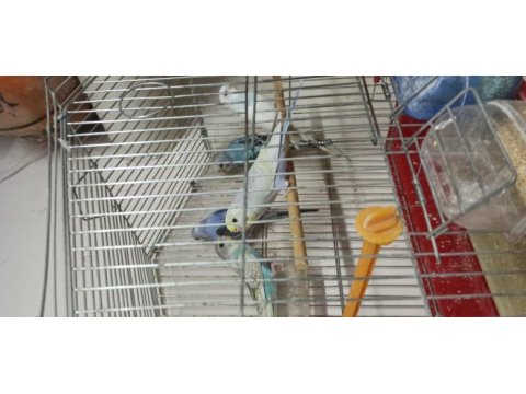 Yeme düşmüş yavrular ve damızlık erkek kuşlar