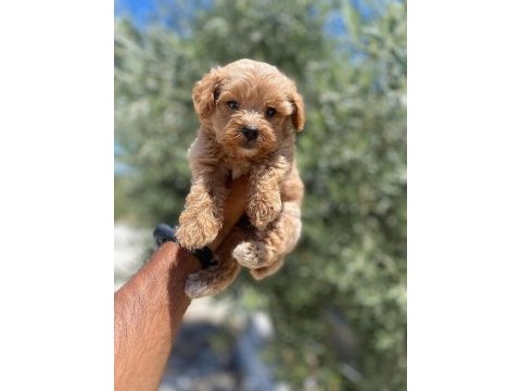 Tea cup f 1 maltipoo bebekler