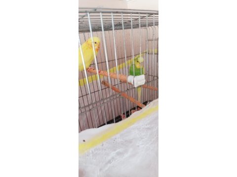 Çift yavru veren muhabbet kuşları