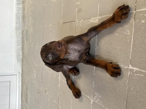 Kızıl yavru doberman