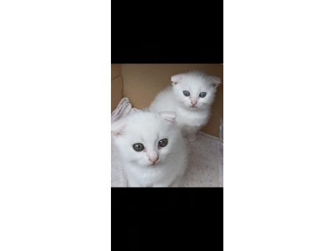 Scottish fold yavrular