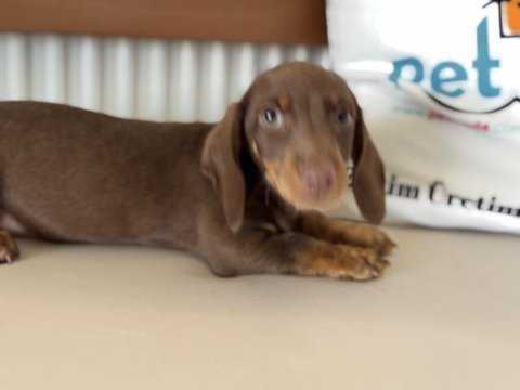 Petmode köpek çiftliğinde ziyarete açık dachshund
