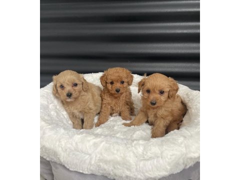Tüy dökmez koku yapmaz maltipoo