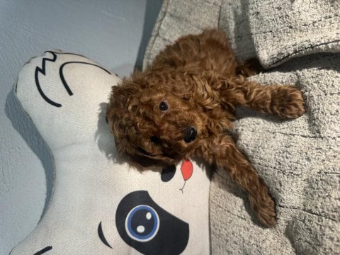 Toy poodle yavrular – yeni yuvalarını arıyor