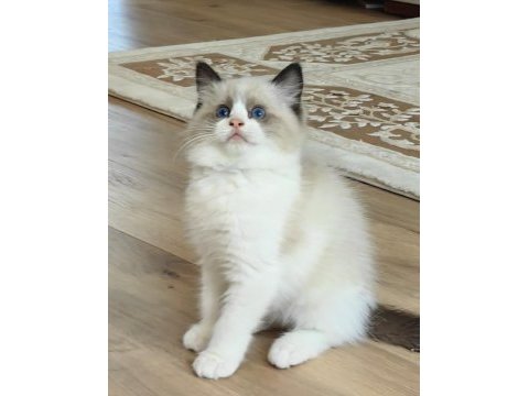 Secereli ragdoll yavruları