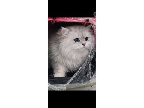 British longhair eşleşme ilanı
