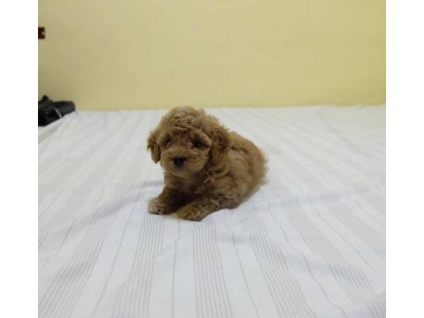 Dünya tatlısı maltipoo yavruları
