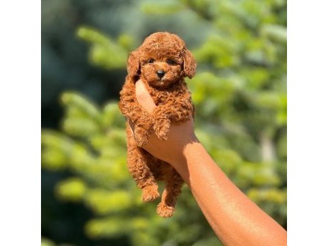 Toy poodle cinsi bebek köpeklerimiz