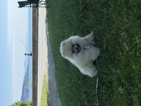 4 aylık dişi pomeranian boo