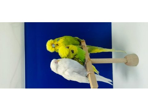 Show jumbo muhabbet kuşu