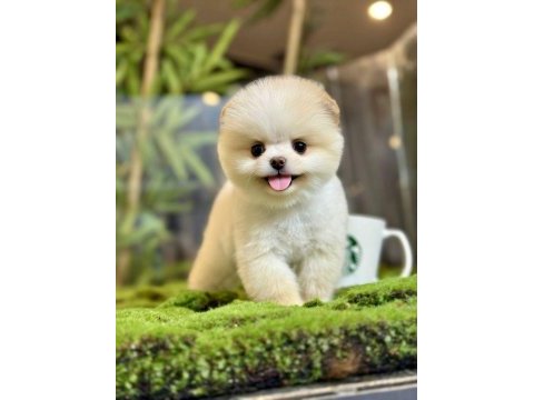 2 aylık erkek teacup pomeranian yavru