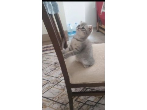 Scottish fold yavrumu sahiplendiriyorum