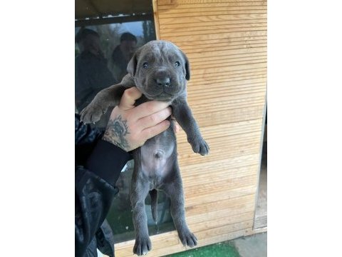 Orjinal cane corso bebekler