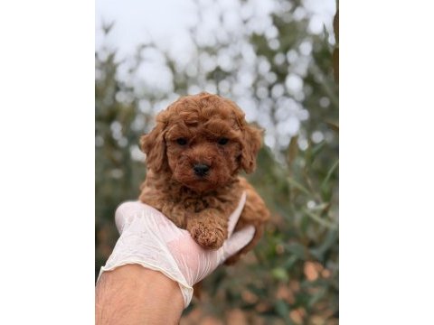 Kore erkek tatlış mı tatlış poodle