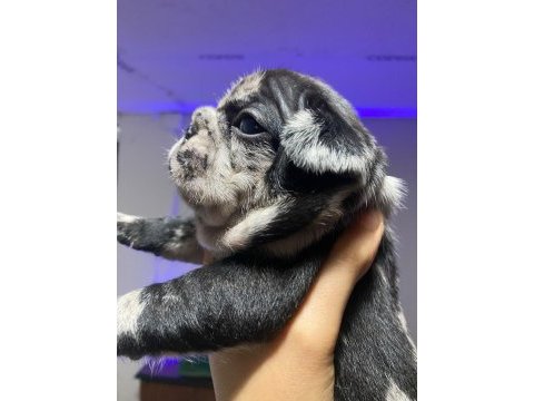 Brillante de arte frenchie özel french bulldog yavrular