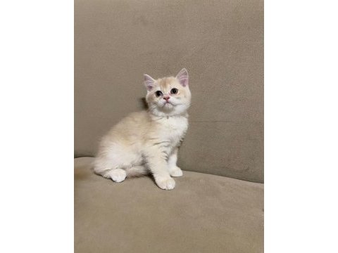 British shorthair lilac dışı