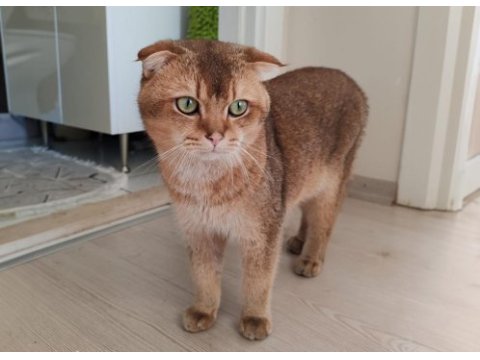 En özel renk olan gold renkte scottish fold erkek