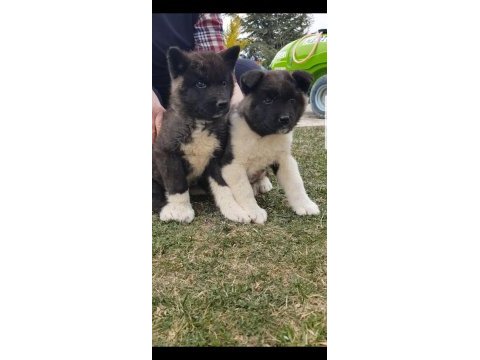 Safkan dişi amerikan akita