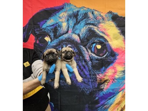 Dişi erkek pug mops yavrularımız