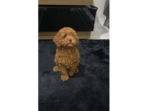 Red brown toy poodle