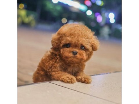 Korean toy poodle yavrularım