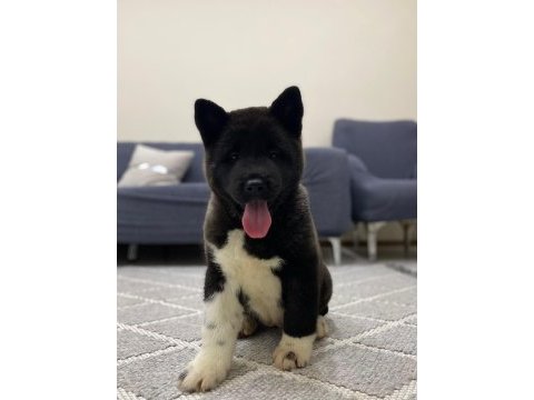 1 ay 20 günlük american akita dişi